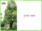 1.2 观察植物（课件）-2024-2025学年一年级科学上册教科版(2024)