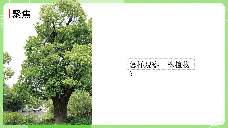 1.2 观察植物（课件）-2024-2025学年一年级科学上册教科版(2024)02