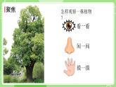 1.2 观察植物（课件）-2024-2025学年一年级科学上册教科版(2024)
