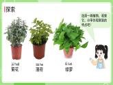 1.2 观察植物（课件）-2024-2025学年一年级科学上册教科版(2024)