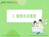 1.3植物长在哪里（课件）-2024-2025学年一年级科学上册教科版(2024)