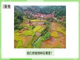 1.3植物长在哪里（课件）-2024-2025学年一年级科学上册教科版(2024)