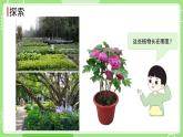 1.3植物长在哪里（课件）-2024-2025学年一年级科学上册教科版(2024)
