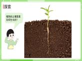 1.3植物长在哪里（课件）-2024-2025学年一年级科学上册教科版(2024)