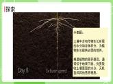 1.3植物长在哪里（课件）-2024-2025学年一年级科学上册教科版(2024)