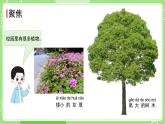 1.6 校园里的植物（课件）-2024-2025学年一年级科学上册教科版(2024)