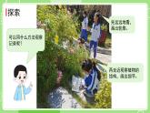 1.6 校园里的植物（课件）-2024-2025学年一年级科学上册教科版(2024)