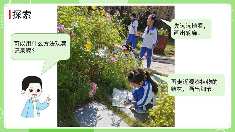 1.6 校园里的植物（课件）-2024-2025学年一年级科学上册教科版(2024)05