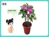 1.2 土壤——动植物的乐园（课件）-2024-2025学年二年级科学上册教科版