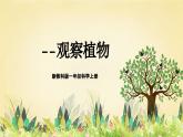 【核心素养】教科版小学科学一上 1.2《观察植物》课件+教案+练习（含答案）