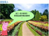 【核心素养】教科版小学科学一上 1.2《观察植物》课件+教案+练习（含答案）
