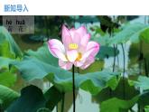 【核心素养】教科版小学科学一上 1.2《观察植物》课件+教案+练习（含答案）