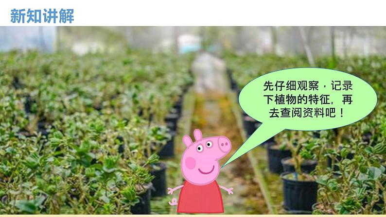 【核心素养】教科版小学科学一上 1.2《观察植物》课件+教案+练习（含答案）07