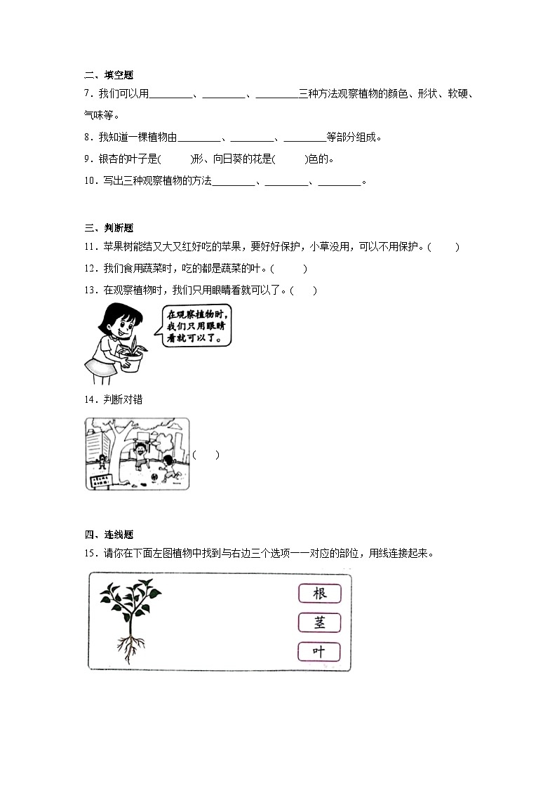 【核心素养】教科版小学科学一上 1.2《观察植物》课件+教案+练习（含答案）02