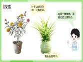 1.4 给植物画张“像”（课件）-2024-2025学年一年级科学上册教科版(2024)