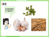 1.5 植物的变化（课件）-2024-2025学年一年级科学上册教科版(2024)