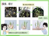 1.5 植物的变化（课件）-2024-2025学年一年级科学上册教科版(2024)