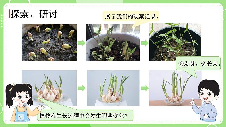 1.5 植物的变化（课件）-2024-2025学年一年级科学上册教科版(2024)04