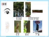 2.5 通过感官来发现（课件）-2024-2025学年一年级科学上册教科版(2024)