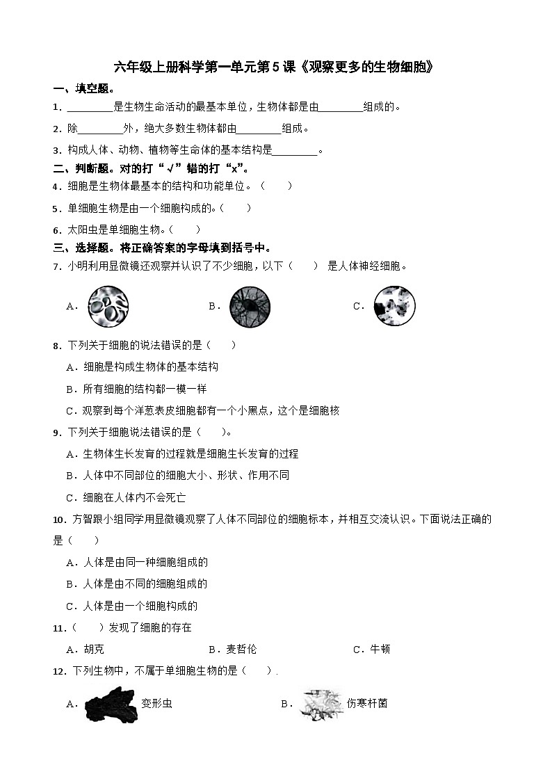 第一单元第5课《观察更多的生物细胞》同步练习-2024-2025学年六年级上册科学（教科版）01