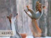 （2024新课标）苏教版科学一年级上册-11 人工世界-PPT课件+视频图片素材
