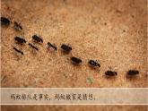 （2024新课标）苏教版科学一年级上册-7 事实与猜想-PPT课件+视频图片素材