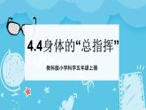 4.4身體的“總指揮”（課件+教案+練習(xí)）2024科學(xué)五上