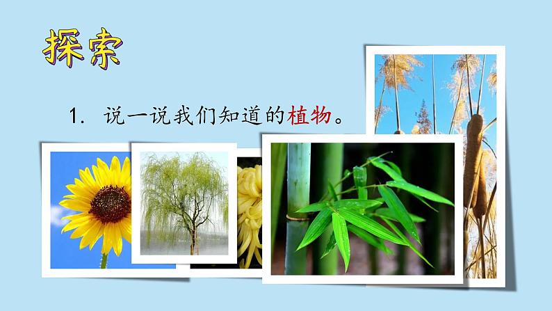 （2024新课标）教科版科学一年级上册1单元-1 我们知道的植物-PPT课件+视频图片素材05