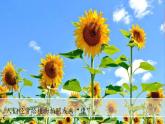 （2024新课标）教科版科学一年级上册1单元-4 给植物画张“像” -PPT课件+视频图片素材