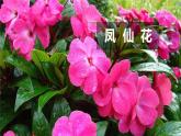 （2024新课标）教科版科学一年级上册1单元-4 给植物画张“像” -PPT课件+视频图片素材