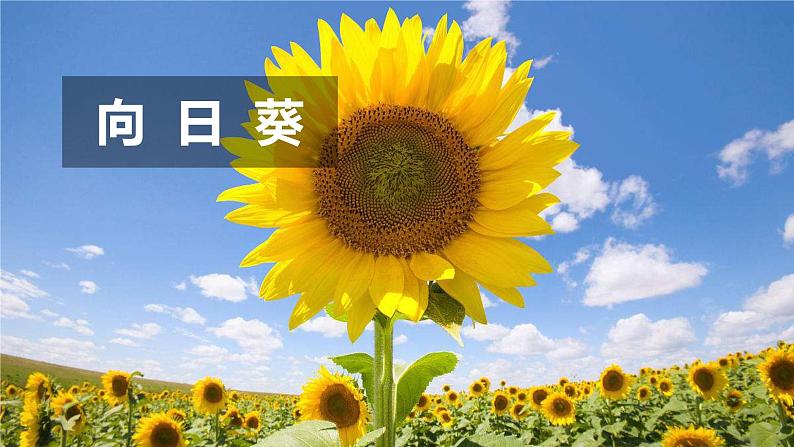 （2024新课标）教科版科学一年级上册1单元-4 给植物画张“像” -PPT课件+视频图片素材08