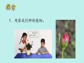 （2024新课标）教科版科学一年级上册1单元-5 植物的变化 -PPT课件+视频图片素材