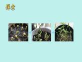 （2024新课标）教科版科学一年级上册1单元-5 植物的变化 -PPT课件+视频图片素材