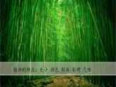（2024新课标）教科版科学一年级上册1单元-7 科学阅读 多样的植物-PPT课件+视频图片素材