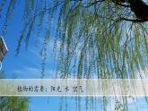 （2024新课标）教科版科学一年级上册1单元-7 科学阅读 多样的植物-PPT课件+视频图片素材