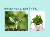 （2024新课标）教科版科学一年级上册1单元-7 科学阅读 多样的植物-PPT课件+视频图片素材