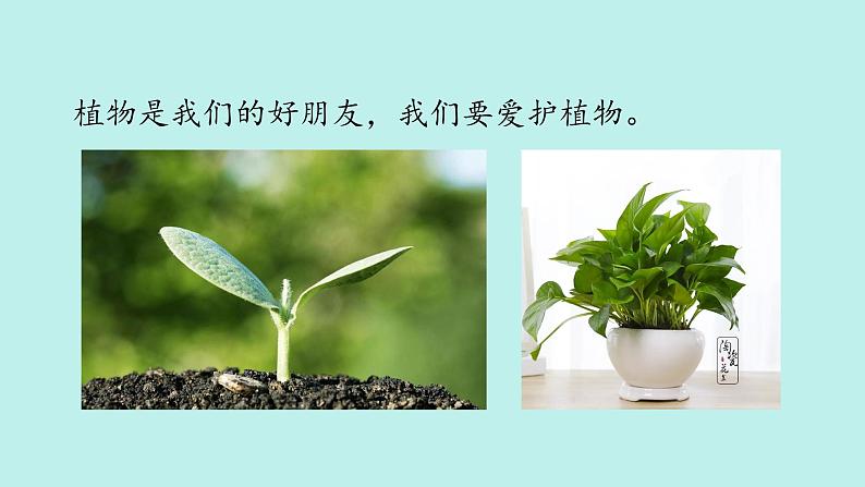 （2024新课标）教科版科学一年级上册1单元-7 科学阅读 多样的植物-PPT课件+视频图片素材04