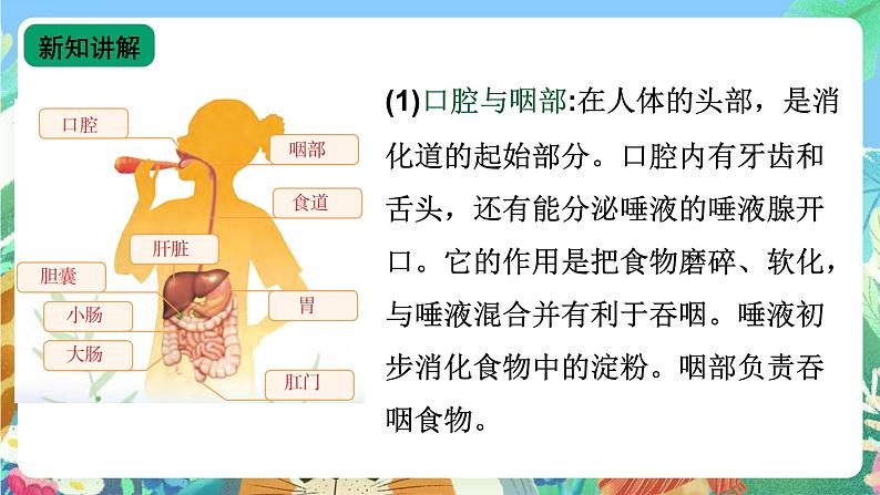 【新课标】苏教版（2017）科学三年级上册 5.18食物的旅行（苏教版）课件+教案+素材07