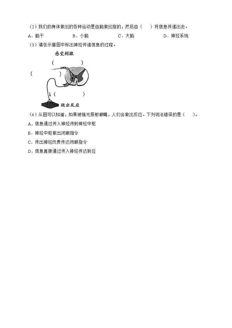 第四单元第5课《身体的“联络员”》同步练习-2024-2025学年五年级上册科学（教科版）03