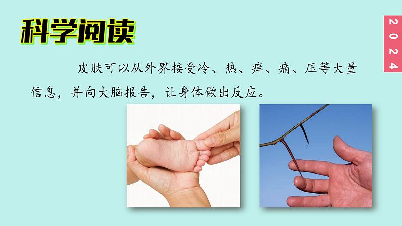 （2024新课标）教科版科学一年级上册2单元-8 科学阅读 皮肤很重要 残障认识的助手-PPT课件+视频图片素材04