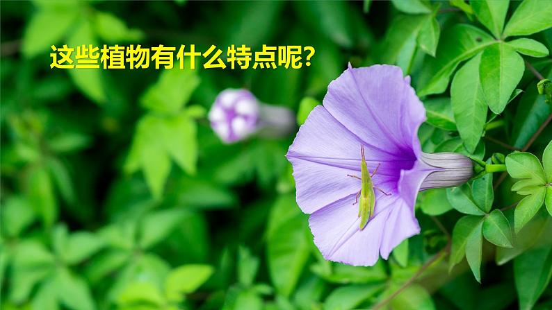 （2024）新教科版科学一年级上册1单元-2观察植物 PPT课件第3页