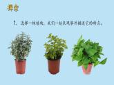 （2024新课标）教科版科学一年级上册1单元-2 观察植物-PPT课件+视频图片素材