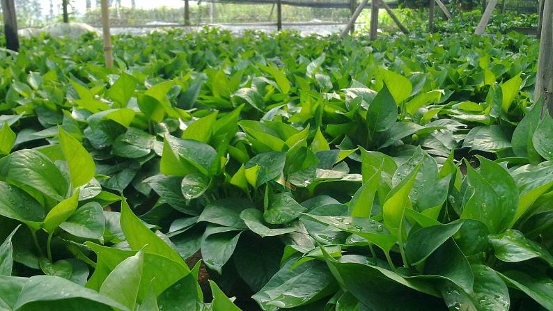 （2024）新教科版科学一年级上册1单元-2观察植物 PPT课件第5页