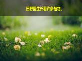 （2024新课标）教科版科学一年级上册1单元-3 植物长在哪里-PPT课件+视频图片素材