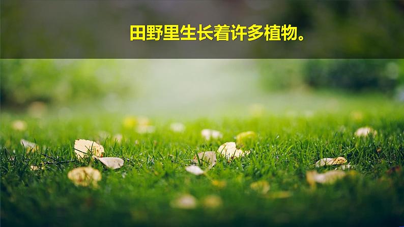 （2024新课标）教科版科学一年级上册1单元-3 植物长在哪里-PPT课件+视频图片素材02