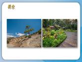 （2024新课标）教科版科学一年级上册1单元-3 植物长在哪里-PPT课件+视频图片素材