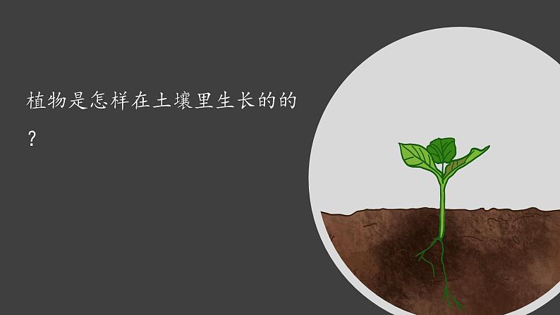 （2024新课标）教科版科学一年级上册1单元-3 植物长在哪里-PPT课件+视频图片素材05