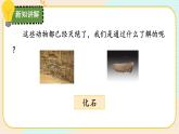 【核心素养】冀人版科学六年级上册3.化石里的古生物 同步课件+同步练习+教学设计