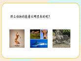 【核心素养】冀人版科学六年级上册13.动物与能量 同步课件+同步练习+教学设计