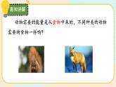 【核心素养】冀人版科学六年级上册13.动物与能量 同步课件+同步练习+教学设计